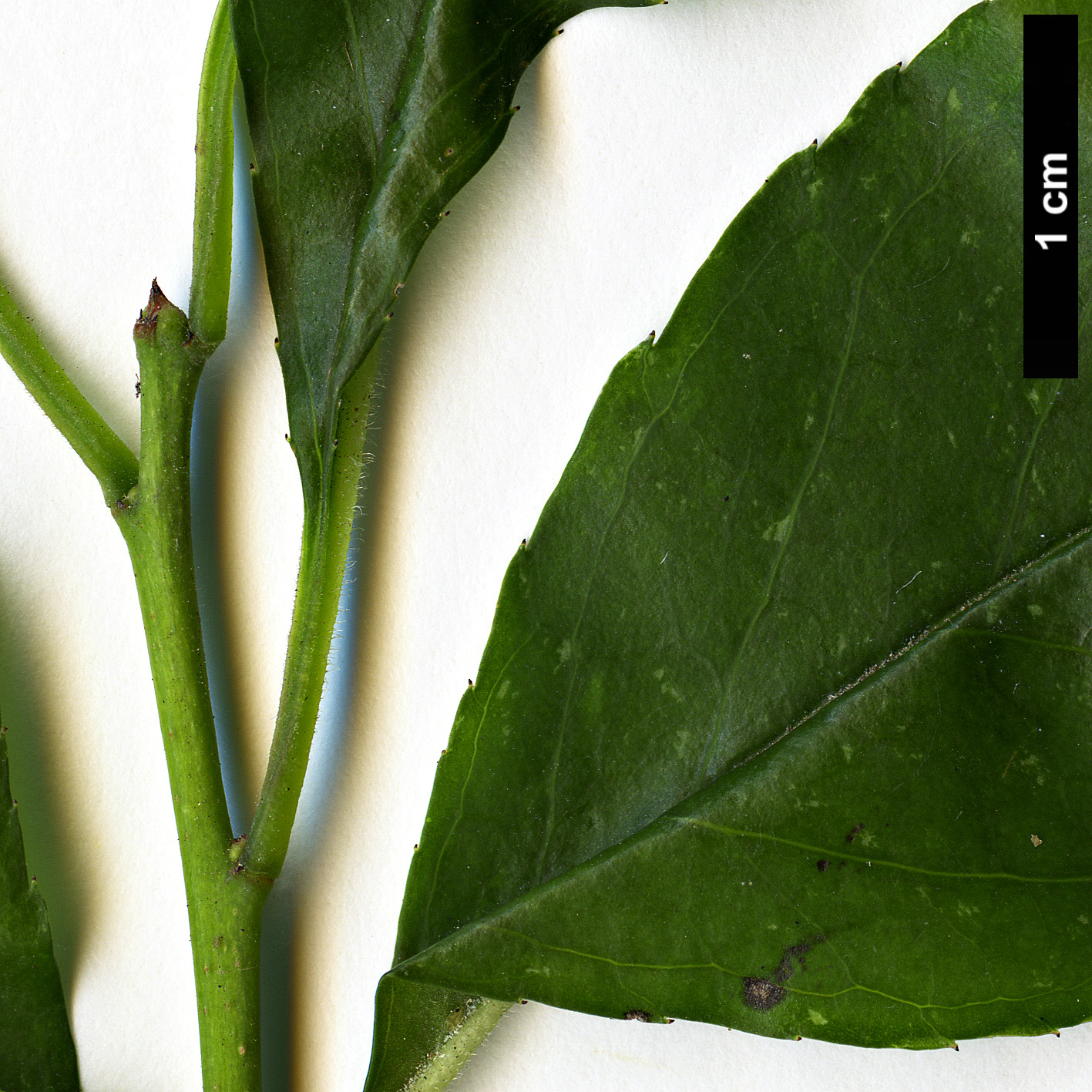 High resolution image: Family: Aquifoliaceae - Genus: Ilex - Taxon: longipes